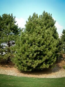 Сосна Чёрная (Pinus Nigra) купить по цене от 270.00р. в интернет-магазине «Посадика» с доставкой почтой в в Кологриве и по всей России – [изображение №1].