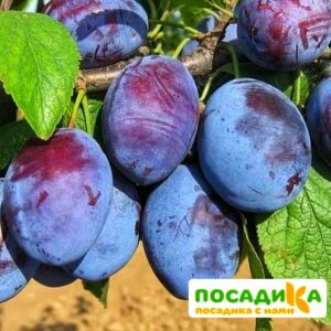 Слива Чачакская ранняя купить по цене от 229.00р. в интернет-магазине «Посадика» с доставкой почтой в в Кологриве и по всей России – [изображение №1].