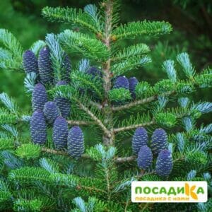 Пихта корейская (Abies koreana) купить по цене от 450.00р. в интернет-магазине «Посадика» с доставкой почтой в в Кологриве и по всей России – [изображение №1].