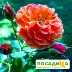 Роза Арабия купить по цене от 350.00р. в интернет-магазине «Посадика» с доставкой почтой в в Кологриве и по всей России – [изображение №1].