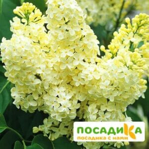 Сирень Примроуз (Primrose) купить по цене от 529.00р. в интернет-магазине «Посадика» с доставкой почтой в в Кологриве и по всей России – [изображение №1].