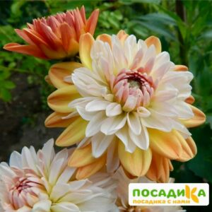 Георгина Коуп де Солейл (декоративная) купить по цене от 400р. в интернет-магазине «Посадика» с доставкой почтой в в Кологриве и по всей России – [изображение №1].