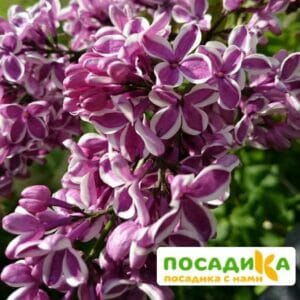 Сирень Сенсация купить по цене от 529.00р. в интернет-магазине «Посадика» с доставкой почтой в в Кологриве и по всей России – [изображение №1].