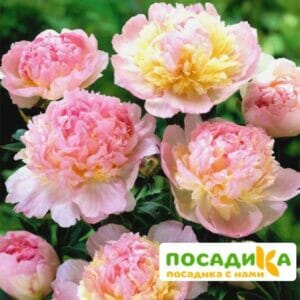 Пион Распберри Сандей (Paeonia Raspberry Sundae) купить по цене от 959р. в интернет-магазине «Посадика» с доставкой почтой в в Кологриве и по всей России – [изображение №1].