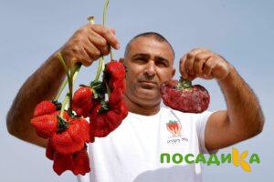 Клубника Гигант Джорнея купить по цене от 266р. в интернет-магазине «Посадика» с доставкой почтой в в Кологриве и по всей России – [изображение №1].