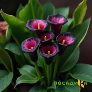 Калла Аура Лейс купить по цене от 400р. в интернет-магазине «Посадика» с доставкой почтой в в Кологриве и по всей России – [изображение №1].