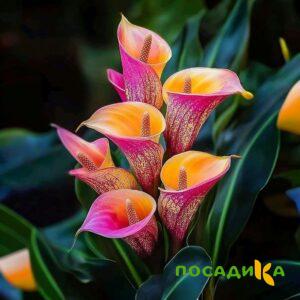 Калла Оникс купить по цене от 450р. в интернет-магазине «Посадика» с доставкой почтой в в Кологриве и по всей России – [изображение №1].
