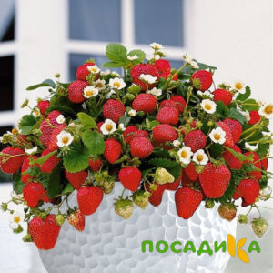 Клубника Рубиновый Шепот (горшечная) купить по цене от 240р. в интернет-магазине «Посадика» с доставкой почтой в в Кологриве и по всей России – [изображение №1].