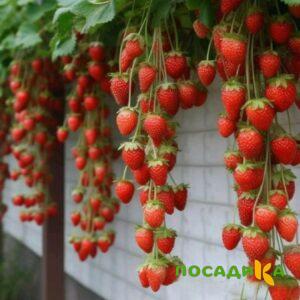 Клубника вьющаяся Комплимент купить по цене от 470р. в интернет-магазине «Посадика» с доставкой почтой в в Кологриве и по всей России – [изображение №1].