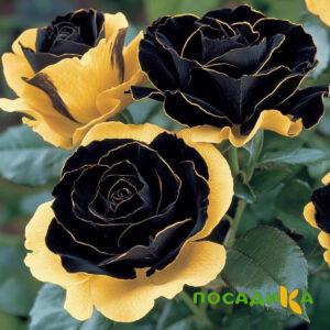 Роза Ханни Сикл купить по цене от 700р. в интернет-магазине «Посадика» с доставкой почтой в в Кологриве и по всей России – [изображение №1].