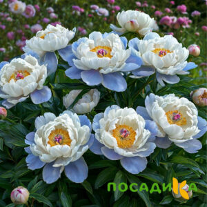 Пион акварельный Этюд купить по цене от 806р. в интернет-магазине «Посадика» с доставкой почтой в в Кологриве и по всей России – [изображение №1].
