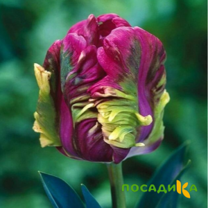 Тюльпан Экзотик Хэвен купить по цене от 186р. в интернет-магазине «Посадика» с доставкой почтой в в Кологриве и по всей России – [изображение №1].