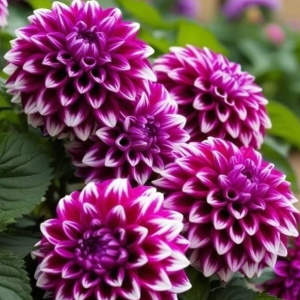 Георгин Кристал Корт купить по цене от 602р. в интернет-магазине «Посадика» с доставкой почтой в в Кологриве и по всей России – [изображение №1].