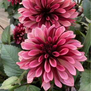 Георгин Перли Сансет купить по цене от 309р. в интернет-магазине «Посадика» с доставкой почтой в в Кологриве и по всей России – [изображение №1].